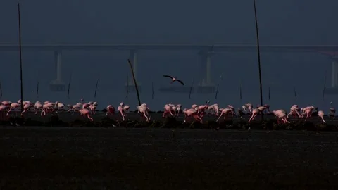 Flamingos filter feeding in a lake Stock Footage 308073620