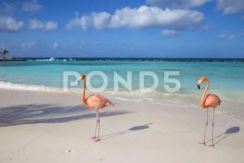 Flamingos on Flamingo beach, Renaissance Island, Oranjestad, Aruba, Lesser Stock Photos
