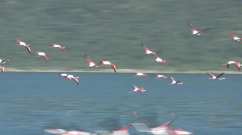 Flamingos flies Stock Footage 22250935
