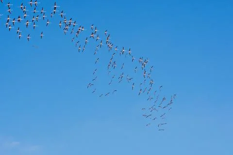 Flamingos in flight 2 Stock Photos