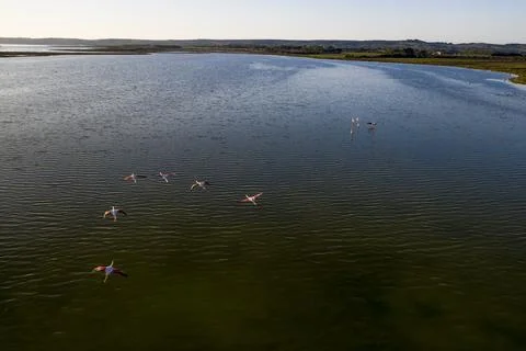 Flamingos in flight 2 Stock Photos