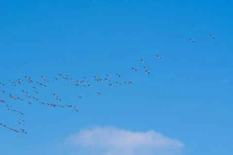 Flamingos in flight 3 Stock Photos