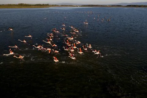 Flamingos in flight 3 Stock Photos