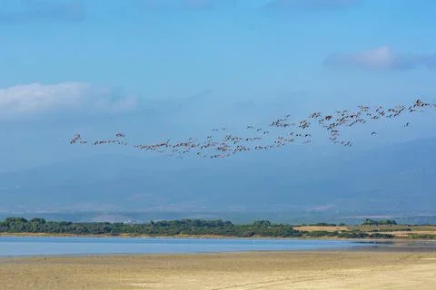 Flamingos in flight 4 Stock Photos