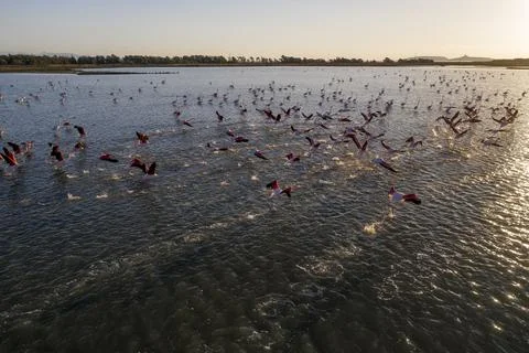 Flamingos in flight 5 Stock Photos