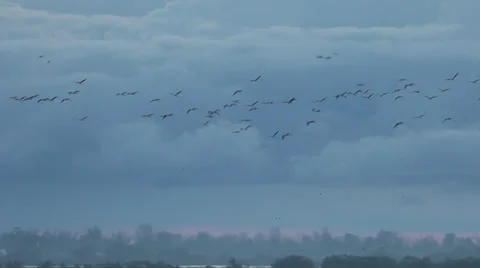 Flamingos in flight Stock Footage 34296424