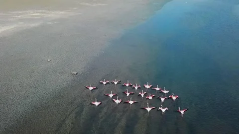 Flamingos flight Stock Footage 275043334