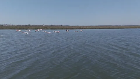 Flamingos in flight over lake medium wide shot Video stock 286822556