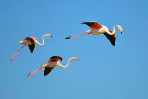 Flamingos in flight Stock Photos