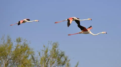 Flamingos in flight Stock Photos