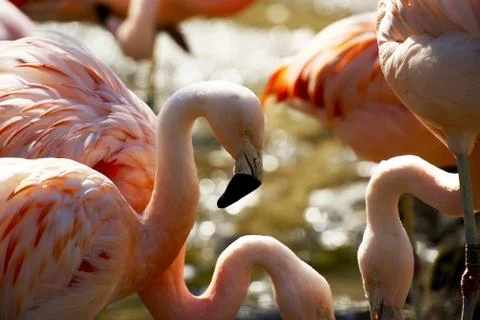 Flamingos flock closeup Foto stock