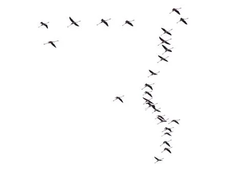 Flamingos flock isolated in white background Stock Photos