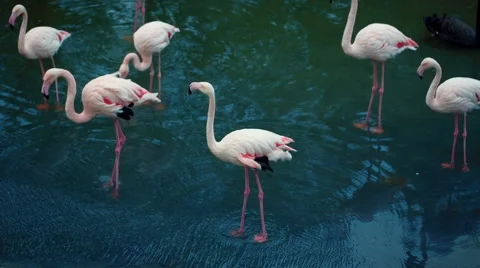 Flamingos Flock In The River Video stock 58848147
