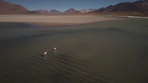 Flamingos fly away in slow motion with scenic Bolivian mountains in background Stock Footage 83404762
