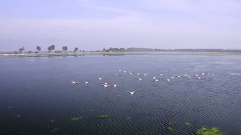 Flamingos Fly Over The Lake Stock Footage 164911967