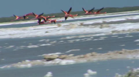 Flamingos flying 02 Stock Footage 10720630