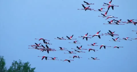 Flamingos flying 2 Stock Footage 281163071