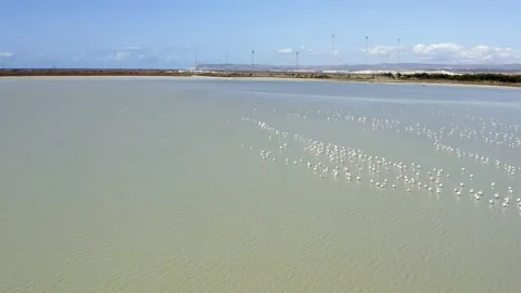 Flamingos flying and flapping over a lake from above Stock Footage 145737953