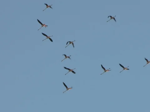 Flamingos flying with blue sky behind Video stock 84739653