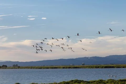 Flamingos flying in delta ebro Stock Photos