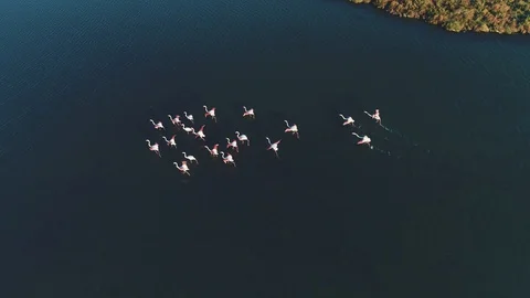 Flamingos flying in the delta Video stock 128864184