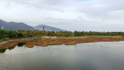 Flamingos Flying Stock Footage 119793482