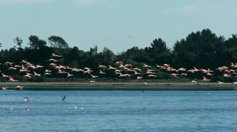 Flamingos flying over bay Stock Footage 12466585