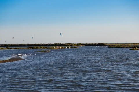 Flamingos flying Stock Photos