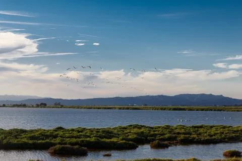Flamingos flying Stock Photos