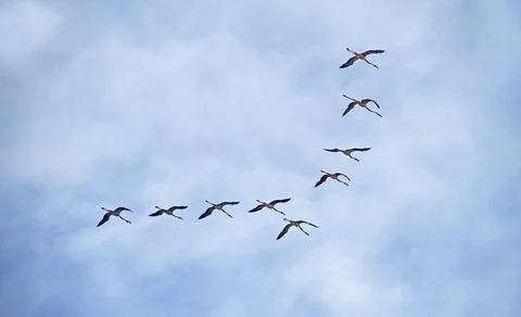 Flamingos flying Stock Photos