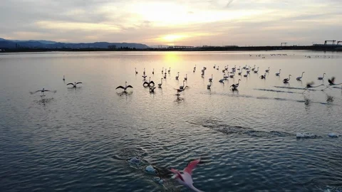 Flamingos flying in salt pond Stock Footage 103290321