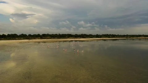 Flamingos flying in the water Stock Footage 149898092