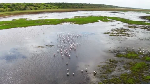 Flamingos flyover drone Stock Footage 186094949