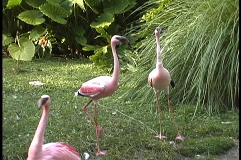 Flamingos Stock Footage 78112