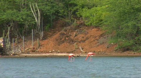 Flamingo's Stock Footage 94645