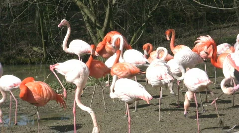 Flamingos  库存影片 361821