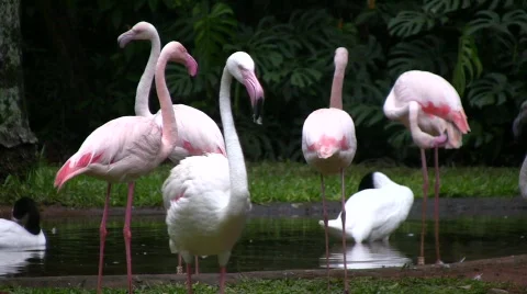 Flamingos 스톡 동영상 506797