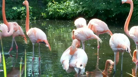 Flamingos Stock Footage 508778