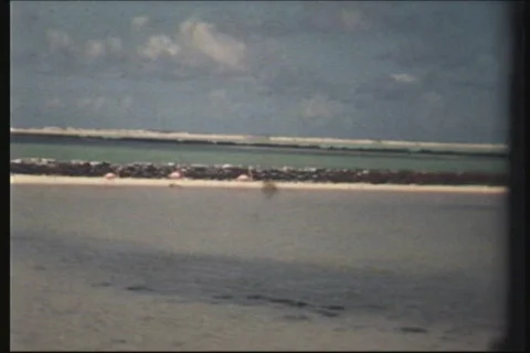 Flamingo's Stock Footage 546611