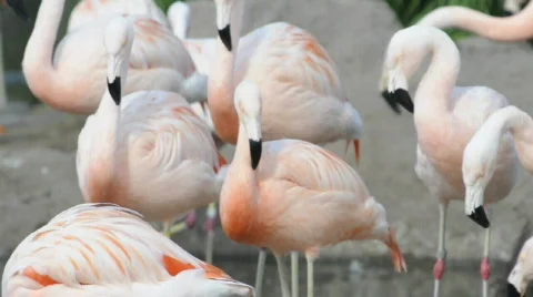 Flamingos 스톡 동영상 567203