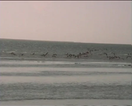 Flamingos Stock Footage 611177