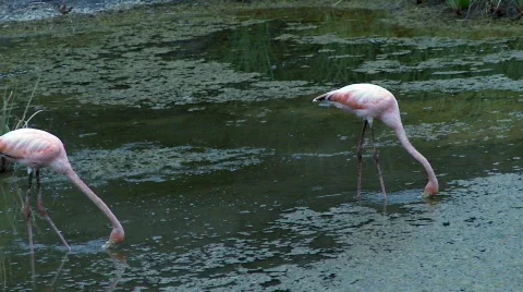Flamingos Stock Footage 758211