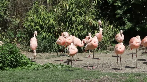 Flamingos Stock Footage 5195540