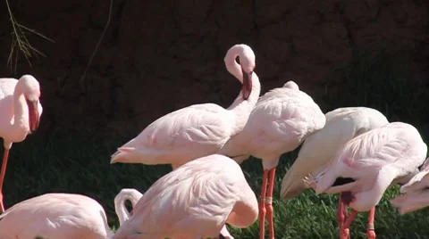 Flamingos Stock Footage 8063812