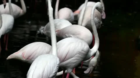 Flamingos Video stock 11133051