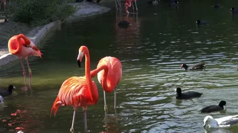 Flamingos Stock Footage 22113506