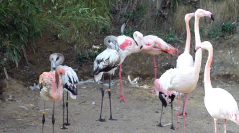 Flamingos Stock Footage 22926001