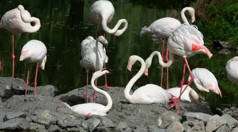 Flamingos Stock Footage 24653908