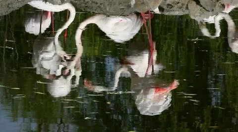 Flamingos Stock Footage 24653911