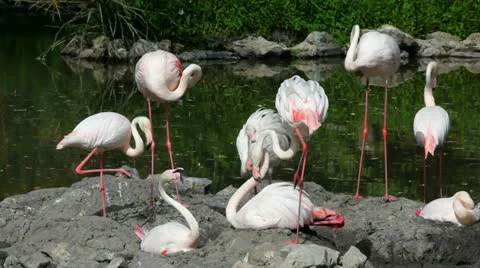 Flamingos Video stock 24653922